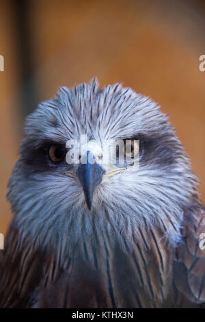 Verletzte Vögel werden in der Obhut des NABU Rehabilitationszentrums im Dorf Ananyevo, Kirgisistan, gehalten. Stockfoto