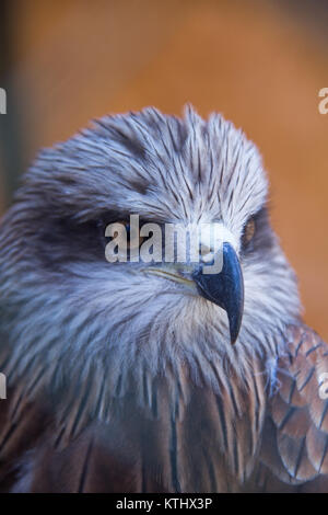 Verletzte Vögel werden in der Obhut des NABU Rehabilitationszentrums im Dorf Ananyevo, Kirgisistan, gehalten. Stockfoto