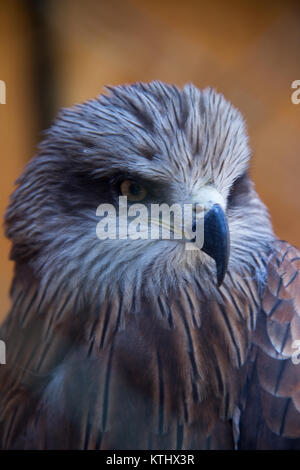 Verletzte Vögel werden in der Obhut des NABU Rehabilitationszentrums im Dorf Ananyevo, Kirgisistan, gehalten. Stockfoto