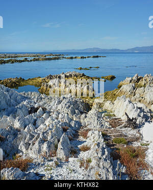 Die Kaikoura Halbinsel war 1,25 Meter durch ein schweres Erdbeben im November 2016 erhoben. Ein Jahr später und der zerklüfteten Kalksteinfelsen in diesem Foto wir Stockfoto