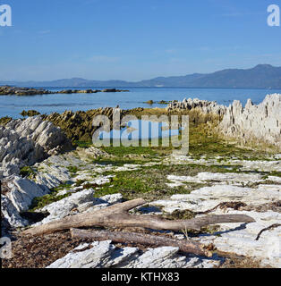 Die Kaikoura Halbinsel war 1,25 Meter durch ein schweres Erdbeben im November 2016 erhoben. Ein Jahr später und der zerklüfteten Kalksteinfelsen in diesem Foto wir Stockfoto