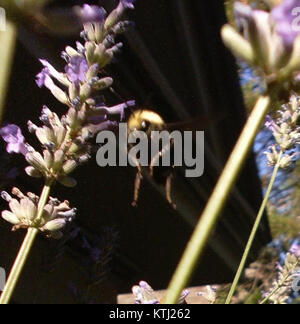 Nahaufnahme einer Biene während des Fluges, detailgetreu aufgenommen mit einem 16,1-MP-Makroobjektiv, das die Bewegung der Biene und die komplizierte Flügelstruktur zeigt. Stockfoto