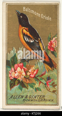 Baltimore Oriole, von den Vögeln von Amerika Serie (N4) für Allen & Ginter Zigaretten Marken MET DP 828751 Stockfoto