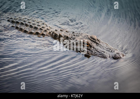 Krokodil auf dem Wasser schwimmend Stockfoto