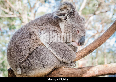 Koalabär klettern auf einen Baum Stockfoto