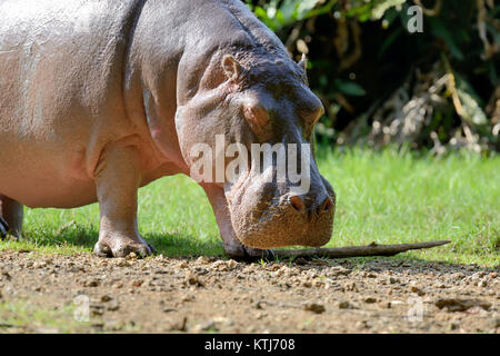 Nilpferd-Familie (Hippopotamus Amphibius) außerhalb des Wassers, Afrika Stockfoto