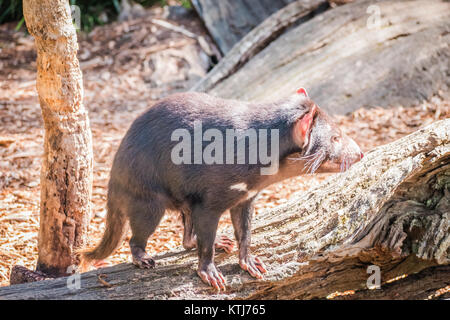 Der Tasmanische Teufel ist eine fleischfressende Beuteltier der Familie Dasyuridae Stockfoto