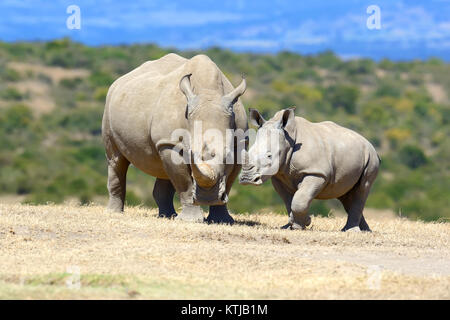 Afrikanische Breitmaulnashorn, Nationalpark in Kenia Stockfoto