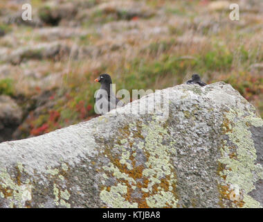 AUKLET, CRESTED (8 29 08) Gambell, ak01 (2828451976) Stockfoto