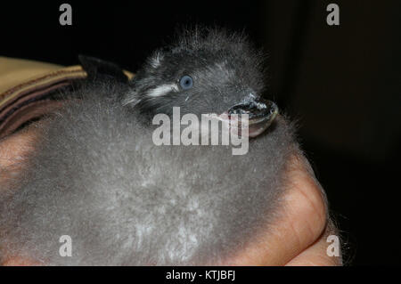 AUKLET, CRESTED (9 3 08) Gambell, ak01 (2827641397) Stockfoto