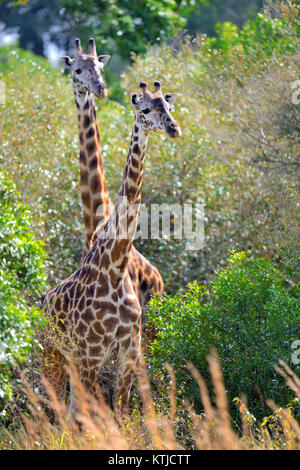 Gruppe-Giraffe in Nationalparks in Kenia, Afrika Stockfoto