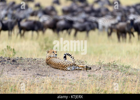 Afrikanischen Geparden, schöne Säugetier Tier. Afrika, Kenia Stockfoto