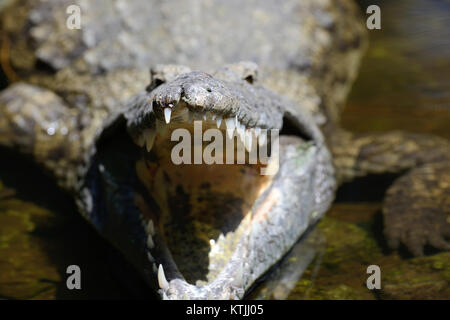 Großes Krokodil im Nationalpark in Kenia, Afrika Stockfoto