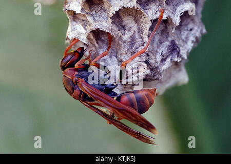 Australian Paper Wasp. (Feldwespe humilis) (13506671374) Stockfoto