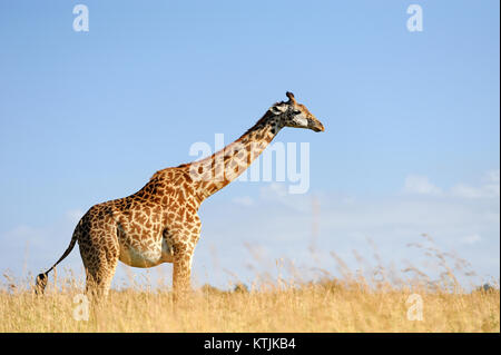 Giraffe Savanne im Nationalpark Afrikas Stockfoto