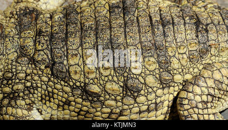 Close-up echtes Krokodilleder Stockfoto