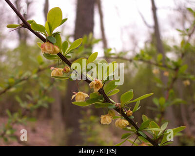 Berberis thunbergii, 2014 05 02, Mount Lebanon, Pennsylvania, 03. Stockfoto