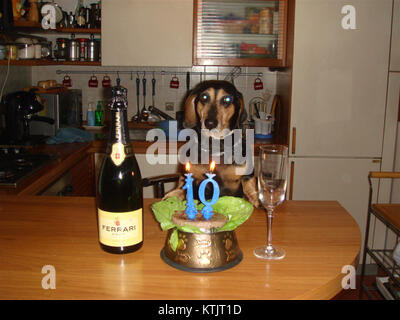 Der kurzhaarige Dachshund, auch Bassotto Nano a Pelo Corto genannt, ist eine kleine Hunderasse, die für ihren langen Körper, die kurzen Beine und das glatte Fell bekannt ist. Diese Rasse ist beliebt für ihre Jagdfähigkeiten und ihr verspieltes Temperament. Stockfoto