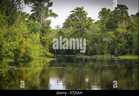 Bayou 43988 ist eine eindeutige Kennung für einen Ort oder eine Veranstaltung, die möglicherweise mit einem ökologischen, ökologischen oder geografischen Standort in Verbindung steht, der als Bayou bezeichnet wird. Bayous sind langsam bewegte, sumpfige Gewässer, die typischerweise im Süden der Vereinigten Staaten vorkommen. Stockfoto