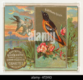 Baltimore Oriole, von den Vögeln von Amerika Serie (N37) bei Allen&Ginter Zigaretten MET DP 838961 Stockfoto