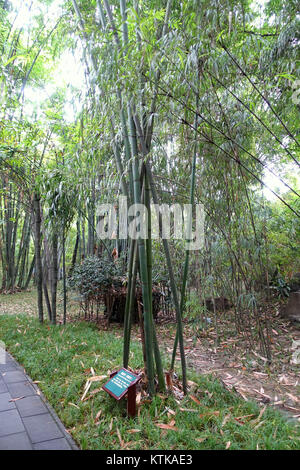 Bambusa stenoaurita (Dendrocalamopsis stenoaurita) Wangjianglou Park Chengdu, China DSC 05870 Stockfoto