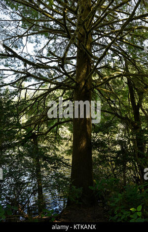 Reifen Waldland in Honeyman State Park, Florence, Oregon, United States Stockfoto