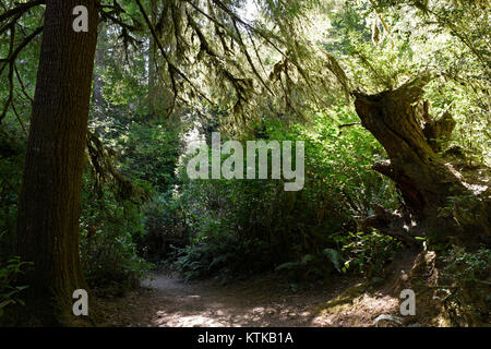 Reifen Waldland in Honeyman State Park, Florence, Oregon, United States Stockfoto