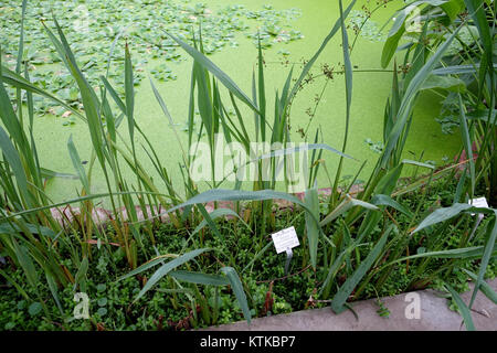 Bacopa caroliniana ist eine Wasserpflanzenart im Botanischen Garten Heidelberg. Das Foto DSC01267 zeigt diese Art in ihrer botanischen Umgebung. Stockfoto