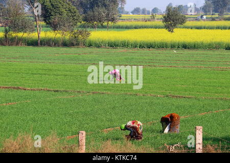 Indische Frauen in ländlichen Gebieten in einem Bereich, in Uttar Pradesh, Indien Stockfoto