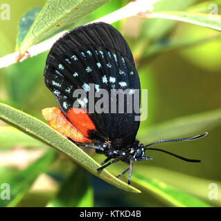 ATALA (eumaios Atala) (2 4 2016) Fairchild Tropical Gardens, Miami Dade Co, fl (7) (24698284899) Stockfoto