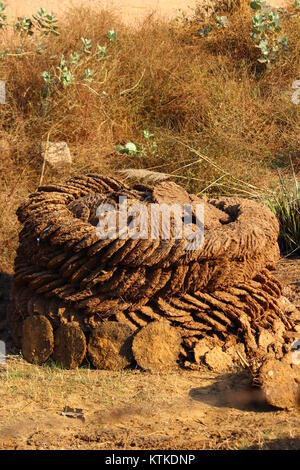 Sonne getrockneten Kuhdung Kuchen im ländlichen Indien gespeichert Stockfoto