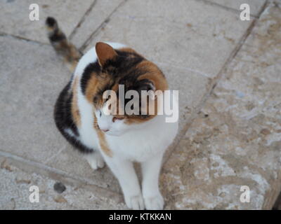 Eine nette und saubere Straße Katze sitzt auf dem Bürgersteig Stockfoto