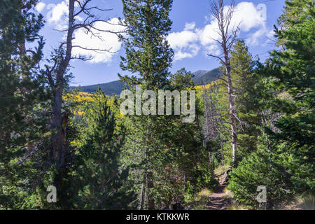 Tragen Kiefer Trail Nr. 26 (29861279611) Stockfoto