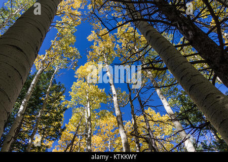 Tragen Kiefer Trail Nr. 26 (29861286461) Stockfoto