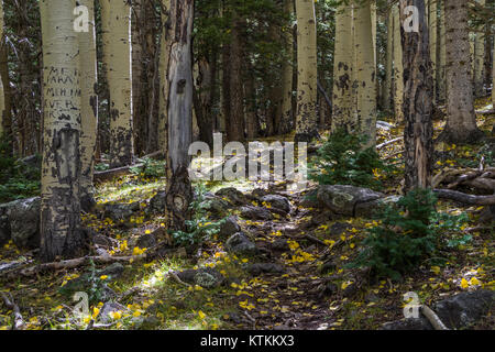 Tragen Kiefer Trail Nr. 26 (29650634470) Stockfoto