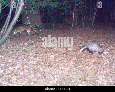 Diese Trailkamera fängt einen Dachs und einen Fuchs in ihrem natürlichen Lebensraum ein und bietet einen seltenen Einblick in das Verhalten und die Bewegung dieser wilden Tiere in der Wildnis. Stockfoto