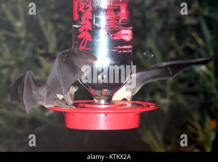Die Leptonycteris curasoe yerbabuenae (Leptonycteris curasoe yerbabuenae) ist eine Fledermausart im Südwesten Nordamerikas. Dieses Foto zeigt die Fledermaus in einem Hof in der Nähe von Patagonia, Arizona, und hebt die Rolle der Fledermaus für die Bestäubung und das Gleichgewicht des Ökosystems hervor. Stockfoto