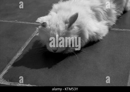 Türkisch Angora. Weiße Katze. Eine 17-jährige Katze entspannt und genießt das Leben. Schwarz und Weiß. Stockfoto