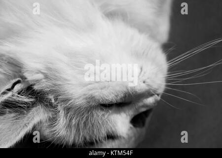 Türkisch Angora. Weiße Katze. Eine 17-jährige Katze entspannt und genießt das Leben. Schwarz und Weiß. Stockfoto