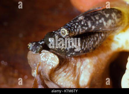 Augen eines Queen Conch, Florida Keys Stockfoto