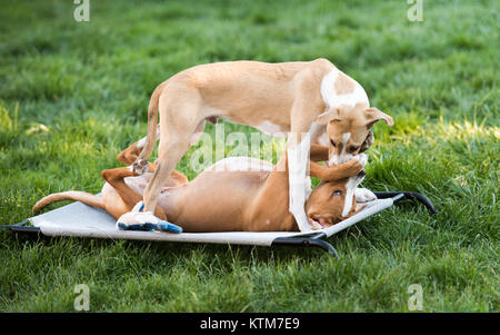 Zwei junge Hunde spielen auf Outdoor Hundebett Stockfoto