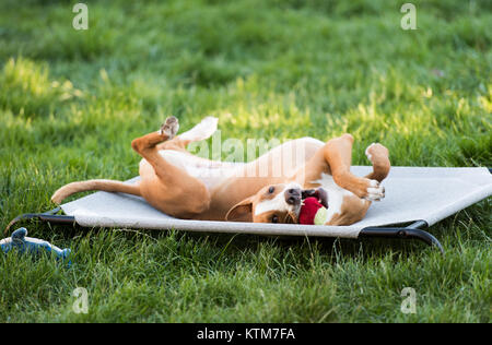 Junger Hund Entspannen auf Gartenmöbel mit Kugel Stockfoto