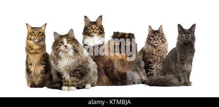 Viele Katzen in einer Reihe sitzen, isoliert auf weißem Stockfoto