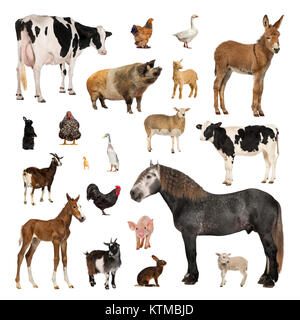 Große Sammlung von Nutztieren, in unterschiedlichen Positionen auf weißem Hintergrund. Stockfoto