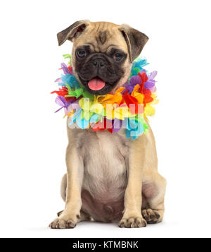 Mops trägt ein Hawaii Lei, Hund, isoliert auf weißem Stockfoto