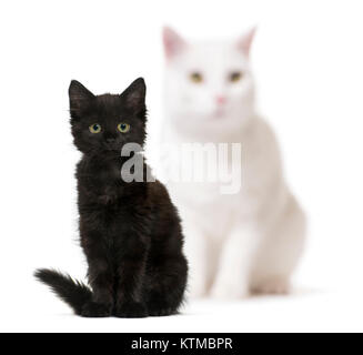 Schwarze Katze Kätzchen und eine weiße Katze unscharf im Hintergrund, Sitzen, auf weissem isoliert Stockfoto