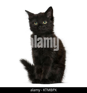 Schwarze Katze Kätzchen sitzend, isoliert auf weißem Stockfoto