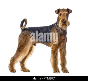 Airedale Terrier Hund stehen und an der Kamera, weiß isoliert Stockfoto