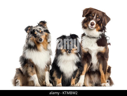 Shetland Sheepdog und Australian Shepherd, Hunde in einer Reihe, weißer Hintergrund Stockfoto