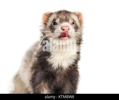 Frettchen Lecken der Lippen Stockfoto